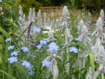 2016-06-12 Gartenimpressionen.jpg