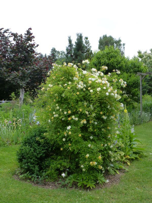 2016-06-12 Rosen 'Christine Hélène'.jpg