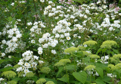 2016-06-12 Rosen 'Guirlande d'Amour' 2.jpg