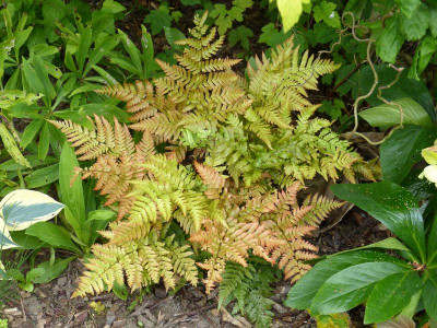 2016-06-12 Dryopteris erythrosora 'Prolifica'.jpg