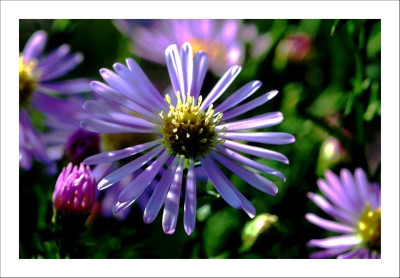 Aster_1_30-09-2006.jpg