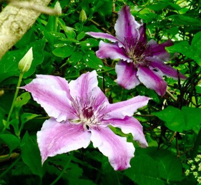 clematis 'Girenas'.jpg