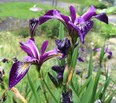 Iris versicolor 06-2016.jpg