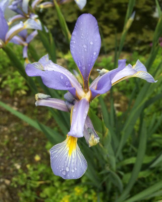 Iris spuria 06-2016.jpg