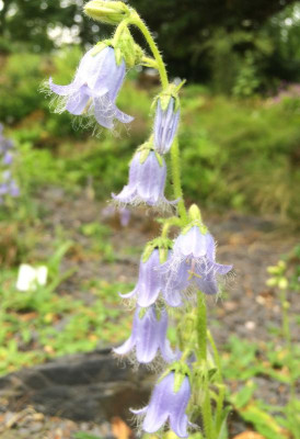 Campanula barbata 06-2016.jpg