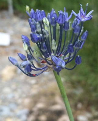 Allium caeruleum 06-2016.jpg