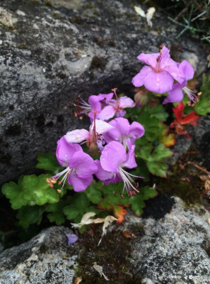 Geranium dalmaticum 06-2016.jpg