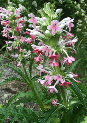 Morina longifolia 06-2016.jpg