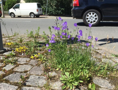 Campanula 06-2016.jpg