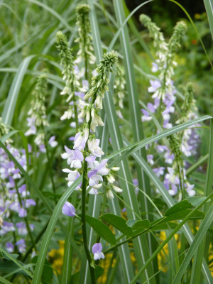 2016-06-12 Galega.jpg