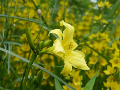 2016-06-12 Hemerocallis 'Bel' 2.jpg