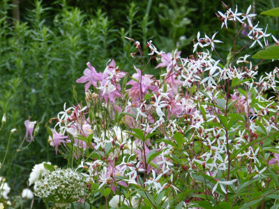 2016-06-12 Gartenimpressionen 3.jpg