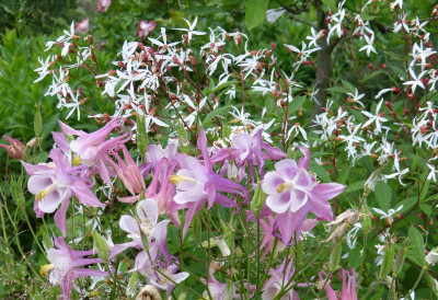 2016-06-12 Aquilegia 1.jpg