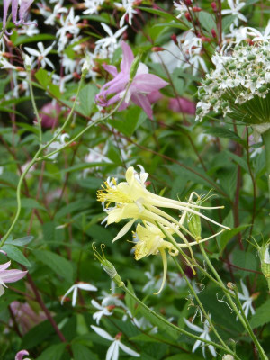 2016-06-12 Aquilegia 2.jpg