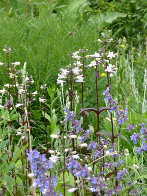 2016-06-12 Penstemon 'Huskers Red'.jpg