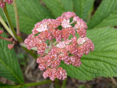 2016-06-12 Rodgersia 'Die Anmutige'.jpg