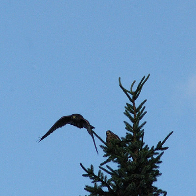 falken_5812.jpg
