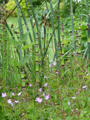 2016-06-12 Equisetum hyemale.jpg