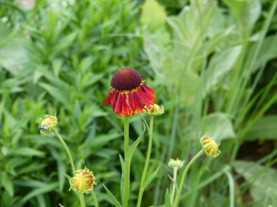 2016-06-12 Helenium.jpg