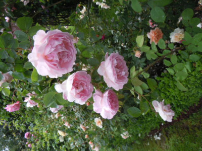 Rosenhof 005.JPG