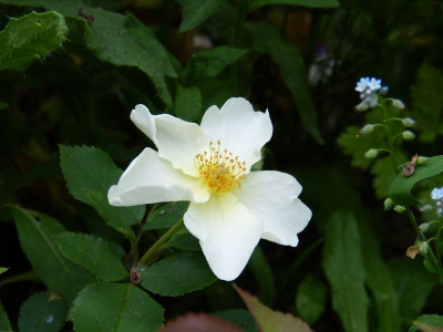 2016-06-12 Rosen 'Kew Gardens'.jpg