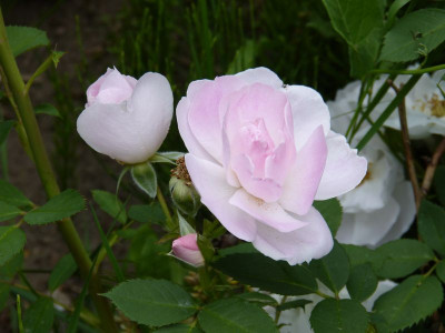2016-06-12 Rosen 'Lilac Blush'.jpg
