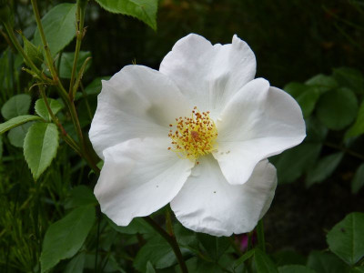 2016-06-12 Rosen 'Sally Holmes'.jpg
