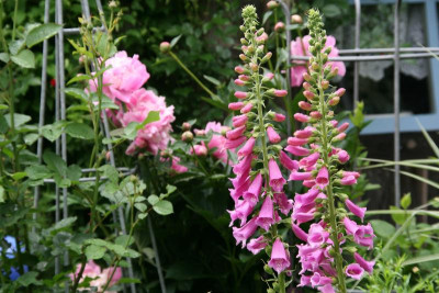 Digitalis0716.JPG