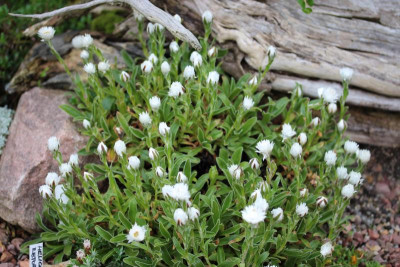 Helichrysum marginatum 12.06.16.JPG