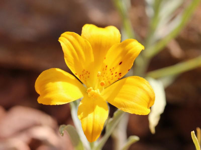 Alstroemeria patagonica Blüte .png