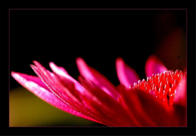 Echinacea_2_30-09-2006.jpg