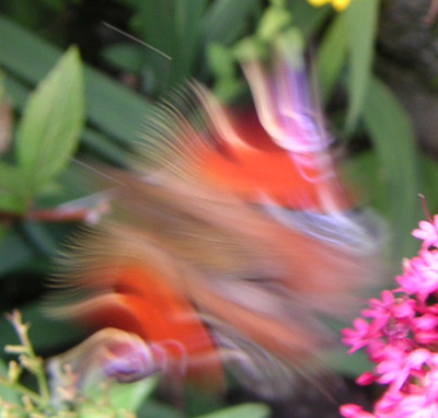 Schmetterling12.jpg