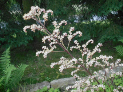 Rodgersia1.JPG