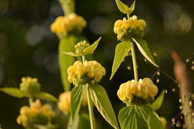 Phlomis russeliana.jpg