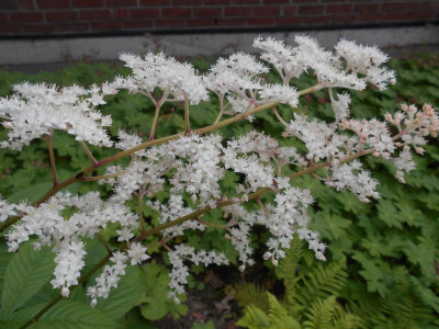 RodgersiaSambucifolia2.JPG