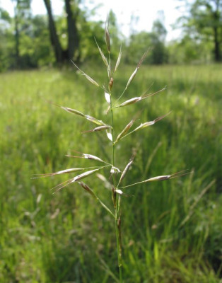 GRAS_MI_2405_I.jpg