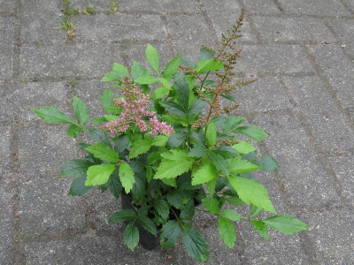 Astilbe Esveld 1 [1280x768].jpg
