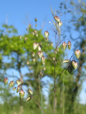 GRAS_MI_2405_II.jpg