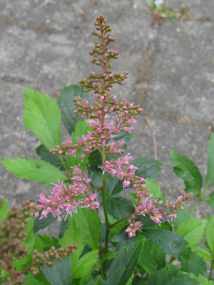 Astilbe Esveld 1 Blütenstand [1280x768].jpg