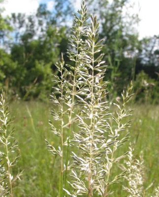 GRAS_MI_2405_III.jpg