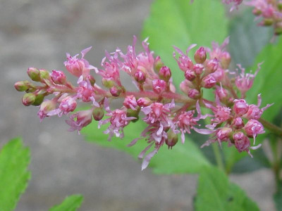 Astilbe Esveld 1 Blütendetail [1280x768].jpg