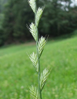 GRAS_FR_2807_I.jpg