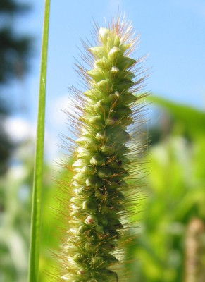 GRAS_DI_1508_I.jpg