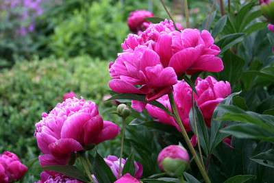 Pfingstrosen6911.jpg
