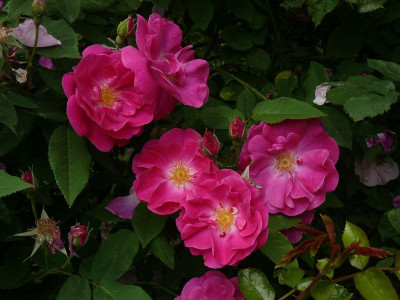 Hayrpura_P1130044.jpg