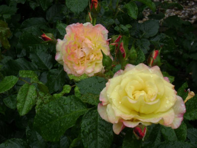 DSC09744.JPG