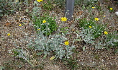 IMG_9339 unbekanntes Hieracium.jpg