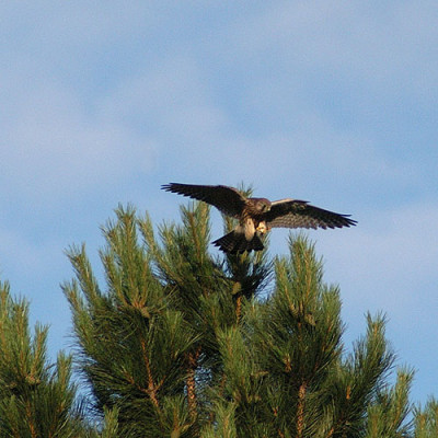 falken_5819.jpg