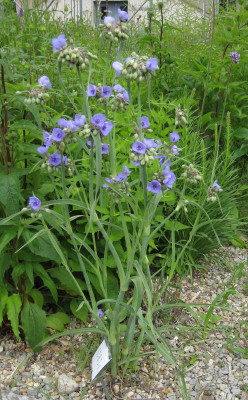 IMG_9326 unbekannte Tradescantia.jpg