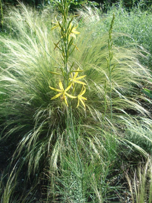 Asphod_liburnica120616a.jpg